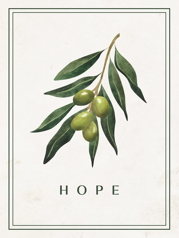 Olive Branch